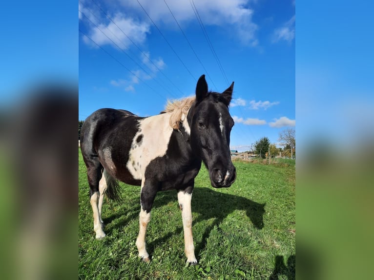 Paint Horse Giumenta 11 Anni 150 cm Tobiano-tutti i colori in Elterlein