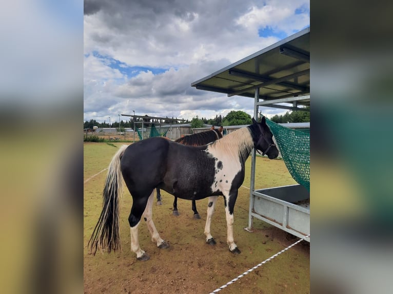 Paint Horse Giumenta 11 Anni 150 cm Tobiano-tutti i colori in Elterlein