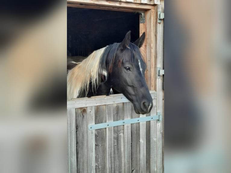 Paint Horse Giumenta 11 Anni 150 cm Tobiano-tutti i colori in Elterlein