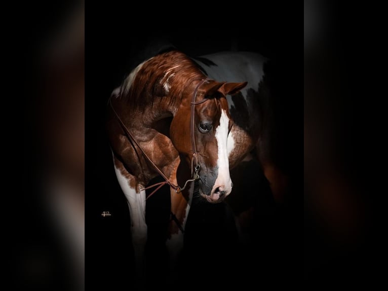 Paint Horse Giumenta 11 Anni 152 cm Sauro ciliegia in Casa Grande, AZ
