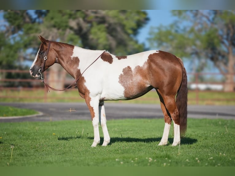 Paint Horse Giumenta 11 Anni 152 cm Sauro ciliegia in Casa Grande, AZ