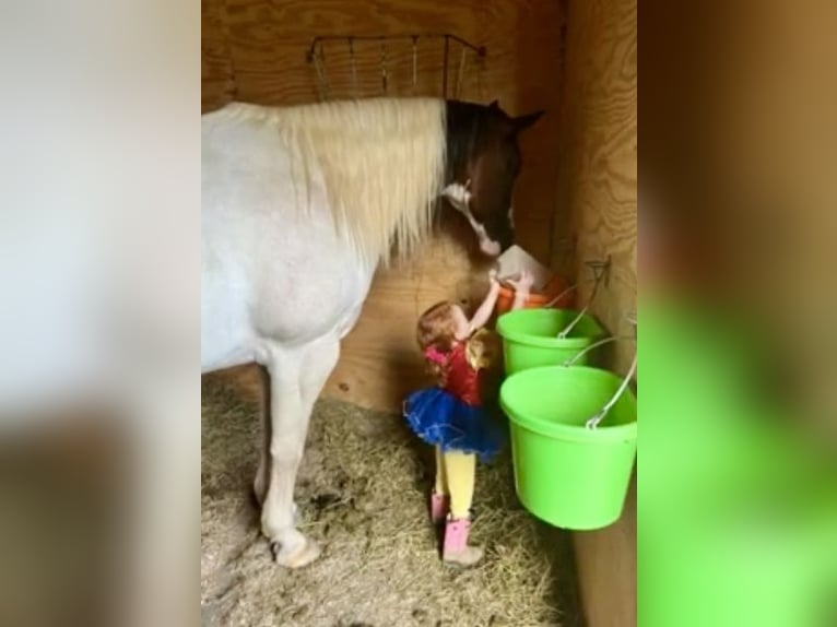 Paint Horse Giumenta 11 Anni 163 cm Pezzato in Weatherford