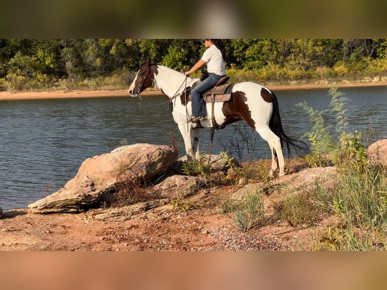 Paint Horse Giumenta 11 Anni 163 cm Pezzato in Weatherford