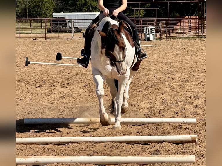 Paint Horse Giumenta 11 Anni 163 cm Pezzato in Weatherford