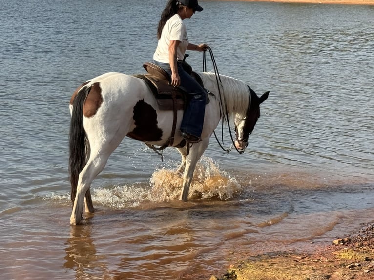 Paint Horse Giumenta 11 Anni 163 cm Pezzato in Weatherford