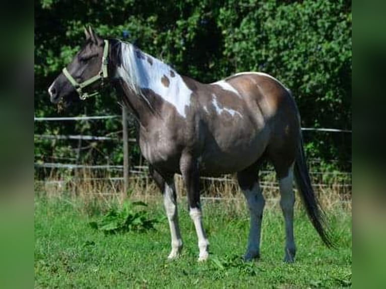 Paint Horse Giumenta 12 Anni 148 cm Grullo in Buchbach