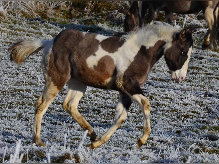 Paint Horse Giumenta 12 Anni 148 cm Grullo in Buchbach