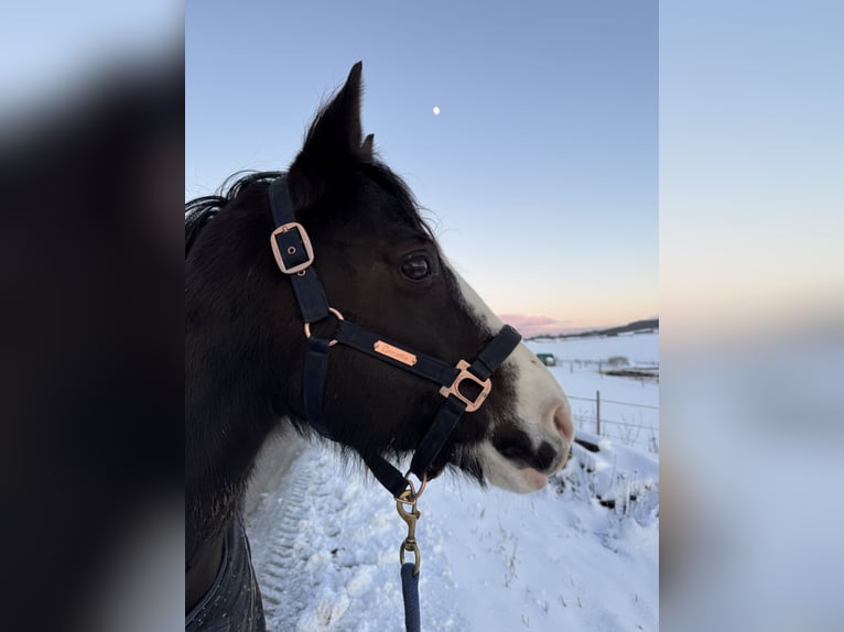 Paint Horse Giumenta 12 Anni 149 cm Morello in Habichtswald