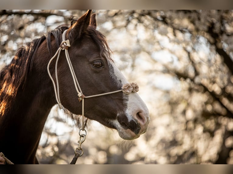 Paint Horse Giumenta 12 Anni 149 cm Morello in Habichtswald