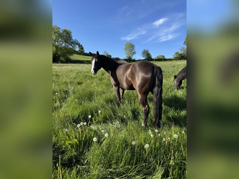 Paint Horse Giumenta 12 Anni 149 cm Morello in Habichtswald