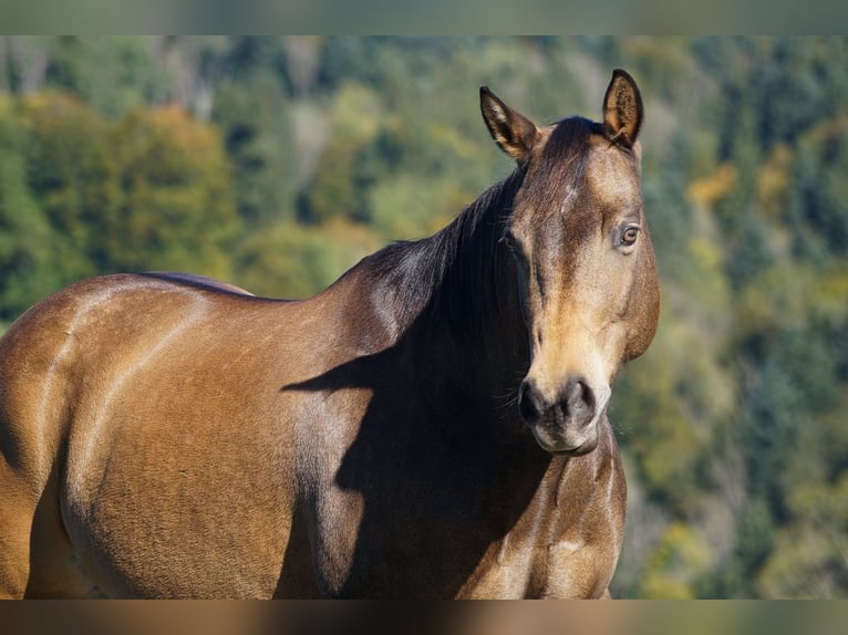 Paint Horse Giumenta 12 Anni 150 cm Falbo in Dreien
