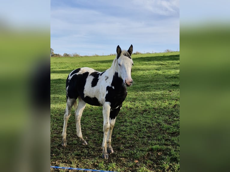 Paint Horse Giumenta 12 Anni 150 cm Morello in Meuzac