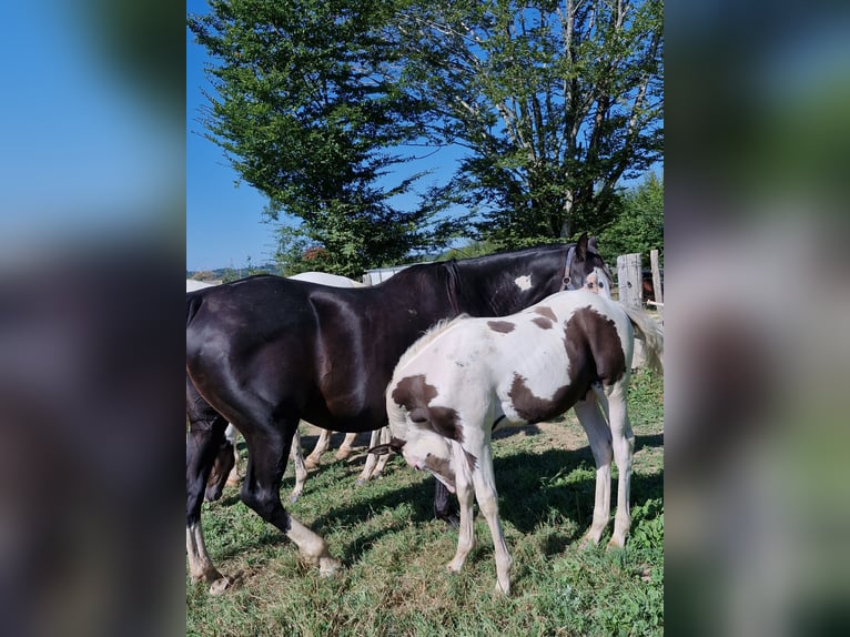 Paint Horse Giumenta 12 Anni 150 cm Morello in Meuzac