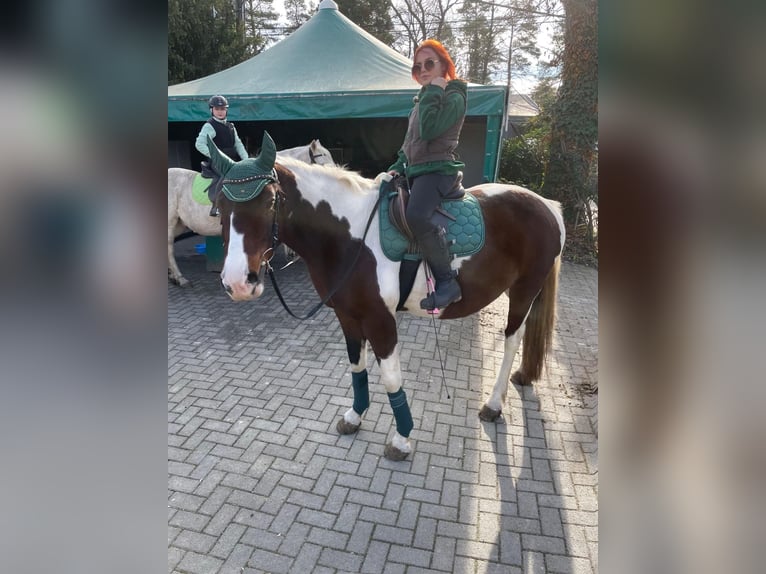 Paint Horse Giumenta 12 Anni 150 cm Pezzato in Neuenburg am Rhein