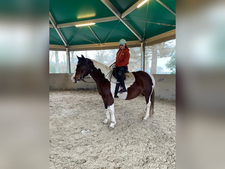 Paint Horse Giumenta 12 Anni 150 cm Pezzato in Neuenburg am Rhein