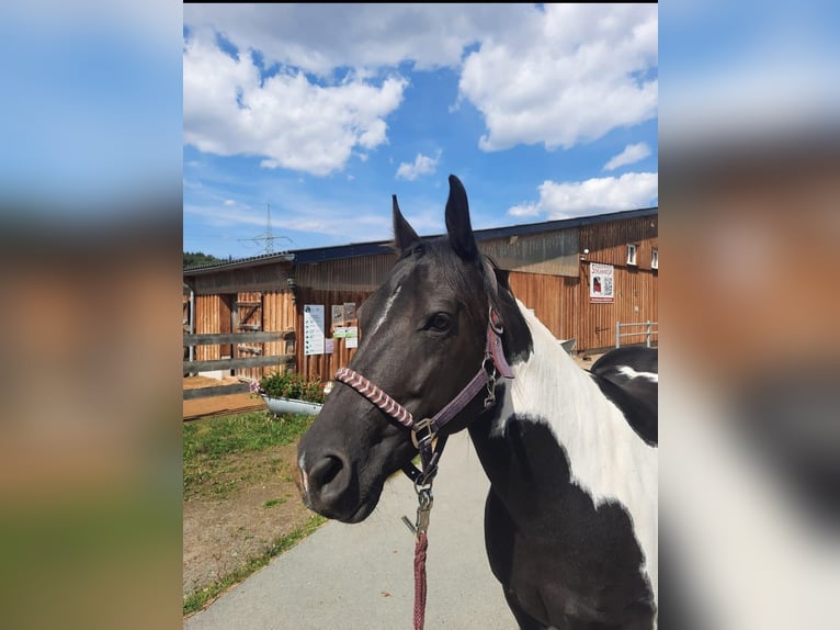 Paint Horse Giumenta 12 Anni 150 cm Tobiano-tutti i colori in Elterlein