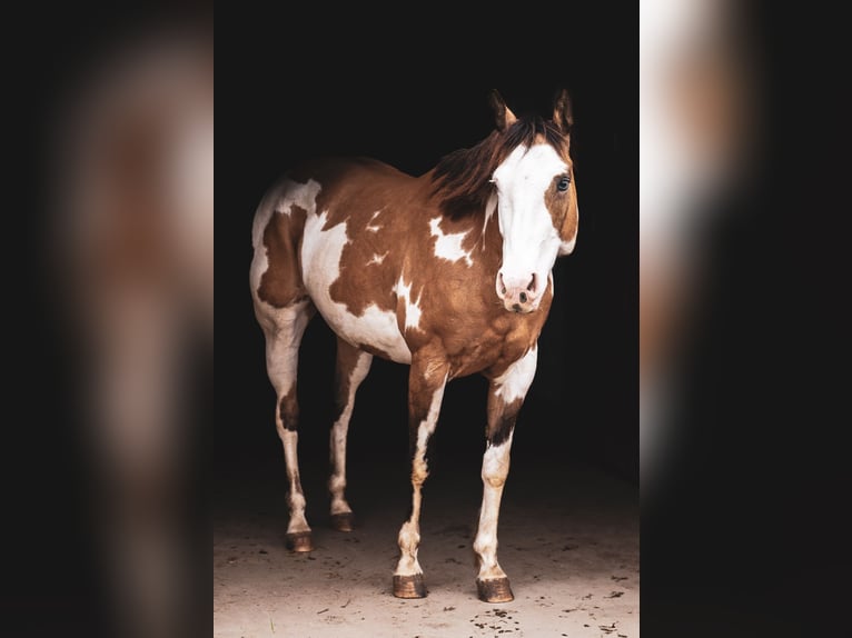 Paint Horse Giumenta 12 Anni 155 cm Overo-tutti i colori in Macon, MO