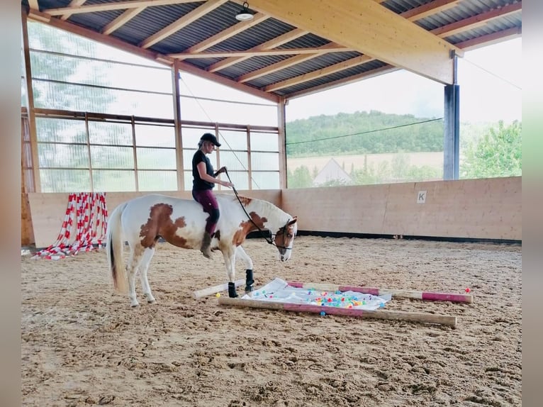 Paint Horse Giumenta 12 Anni 156 cm Tovero-tutti i colori in Stadland