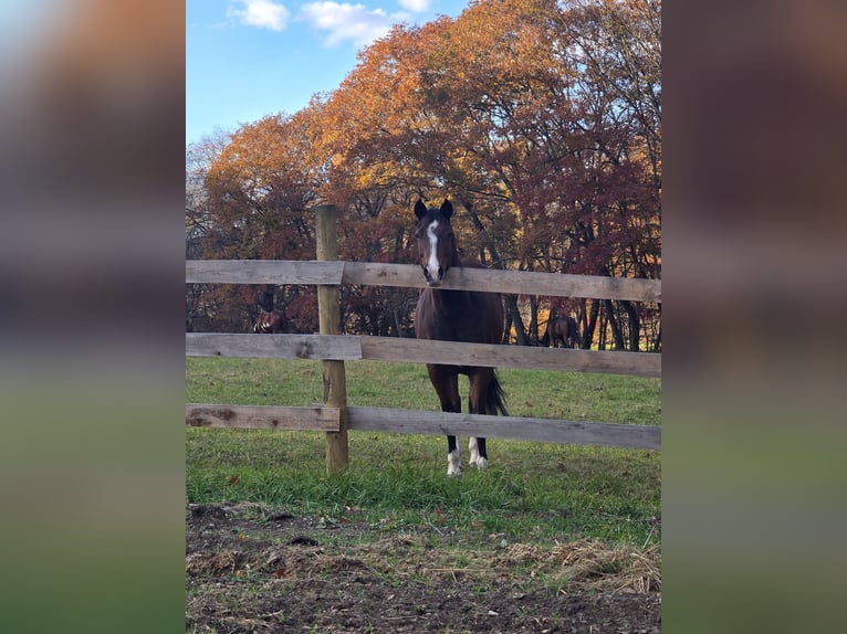 Paint Horse Giumenta 12 Anni 163 cm Baio ciliegia in Clearfield