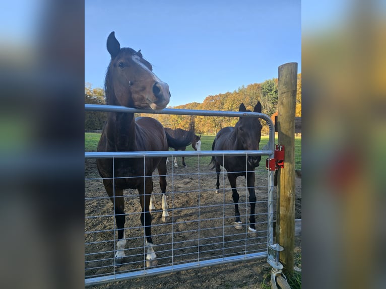 Paint Horse Giumenta 12 Anni 163 cm Baio ciliegia in Clearfield