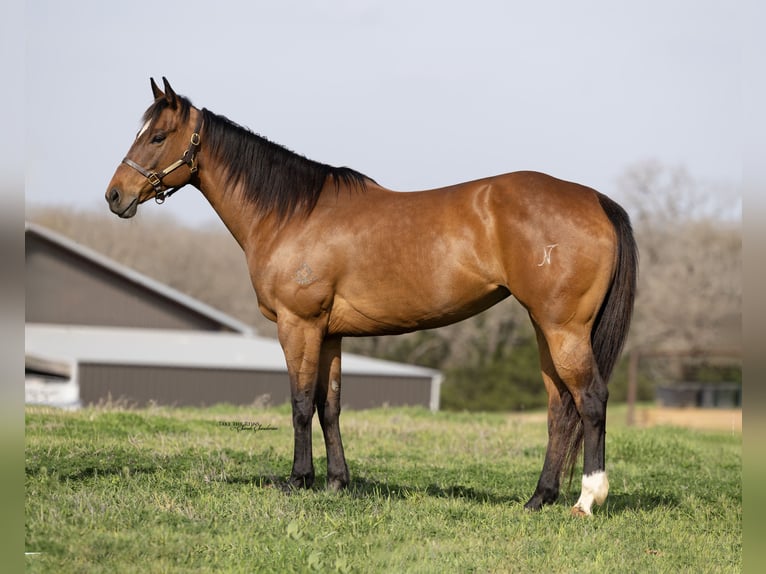 Paint Horse Giumenta 12 Anni 163 cm Baio ciliegia in Collinsville, TX