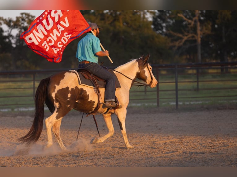 Paint Horse Giumenta 12 Anni Pezzato in Canton Paint Horse Giumenta 12 Anni Pezzato in Canton
