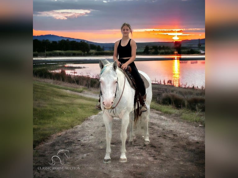 Paint Horse Giumenta 13 Anni 152 cm Grigio in Fort Pierce, FL