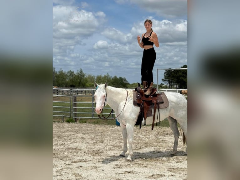 Paint Horse Giumenta 13 Anni 152 cm Grigio in Fort Pierce, FL