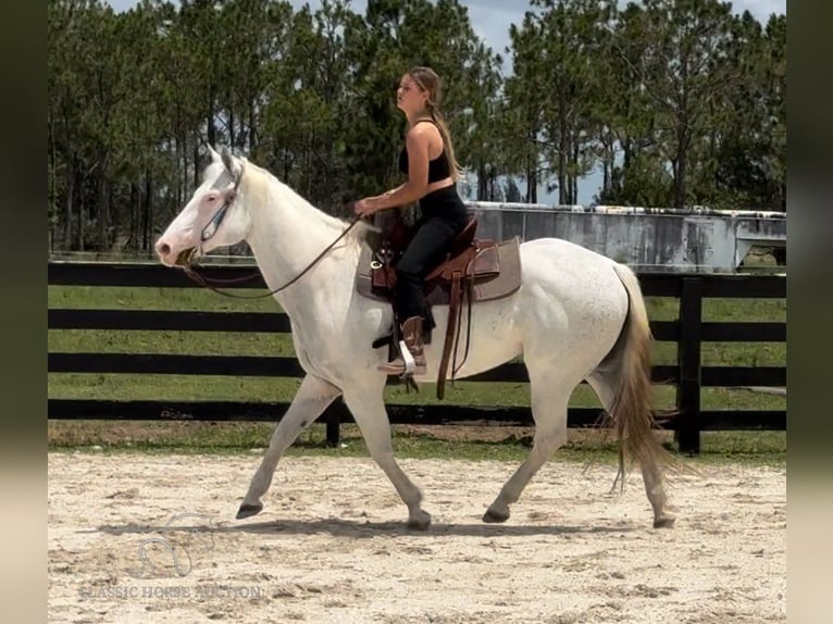 Paint Horse Giumenta 13 Anni 152 cm Grigio in Fort Pierce, FL