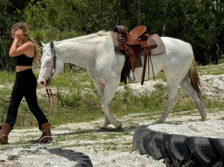 Paint Horse Giumenta 13 Anni 152 cm Grigio in Fort Pierce, FL