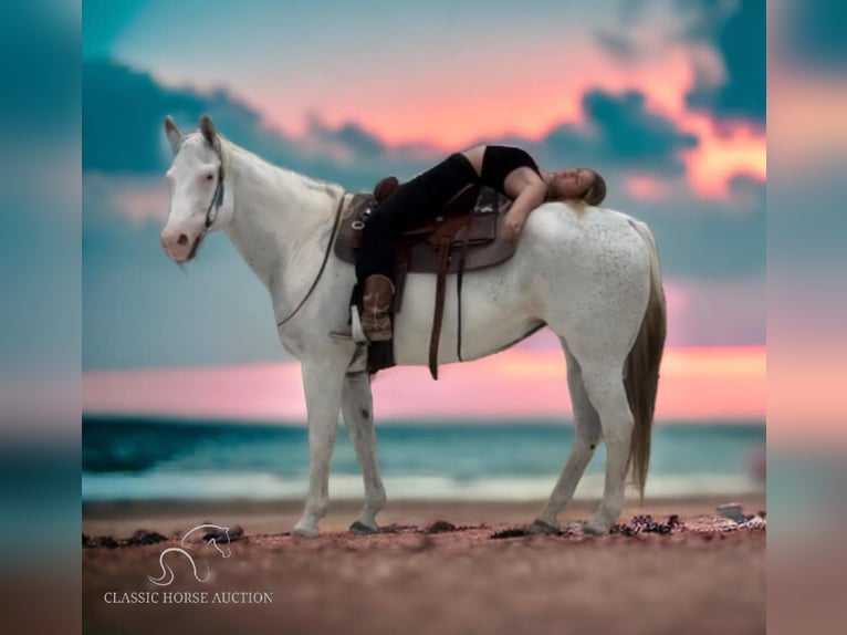 Paint Horse Giumenta 13 Anni 152 cm Grigio in Fort Pierce, FL