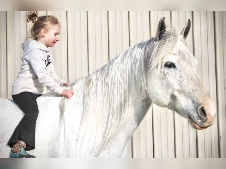 Paint Horse Giumenta 13 Anni 152 cm Grigio in Battle Creek, IA