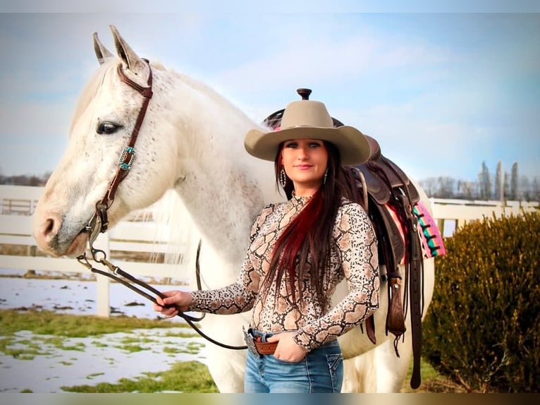 Paint Horse Giumenta 13 Anni 152 cm Grigio in Battle Creek, IA