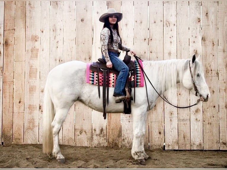 Paint Horse Giumenta 13 Anni 152 cm Grigio in Battle Creek, IA