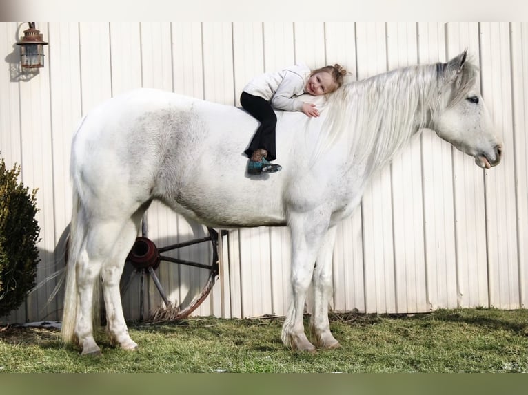 Paint Horse Giumenta 13 Anni 152 cm Grigio in Battle Creek, IA