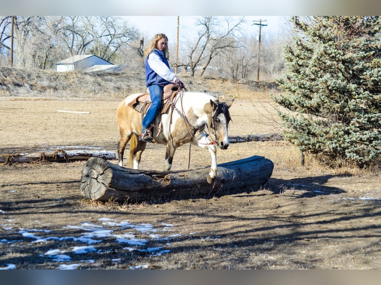 Paint Horse Giumenta 13 Anni 152 cm Può diventare grigio in Fort Collins