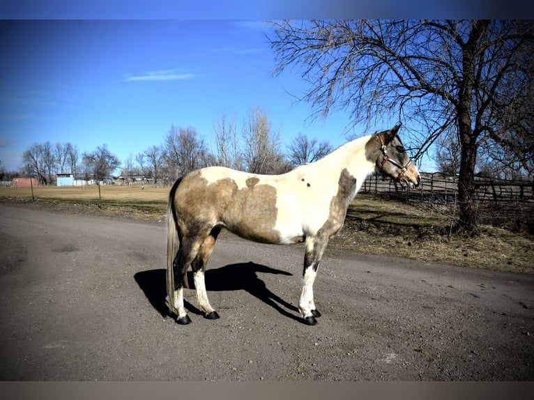 Paint Horse Giumenta 13 Anni 152 cm Può diventare grigio in Fort Collins