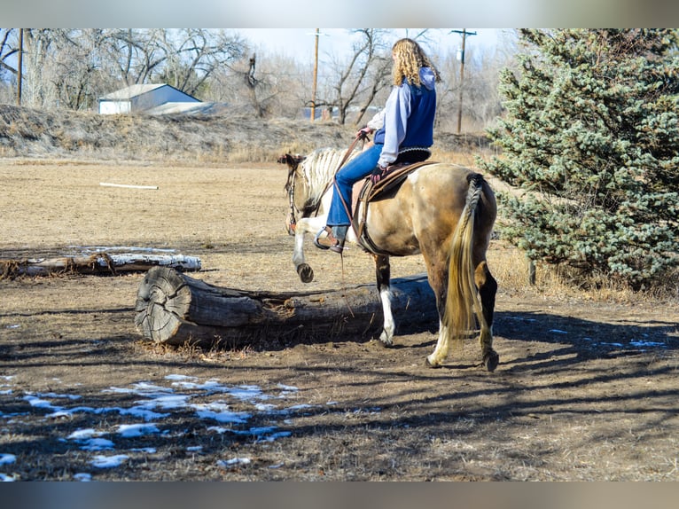 Paint Horse Giumenta 13 Anni 152 cm Può diventare grigio in Fort Collins