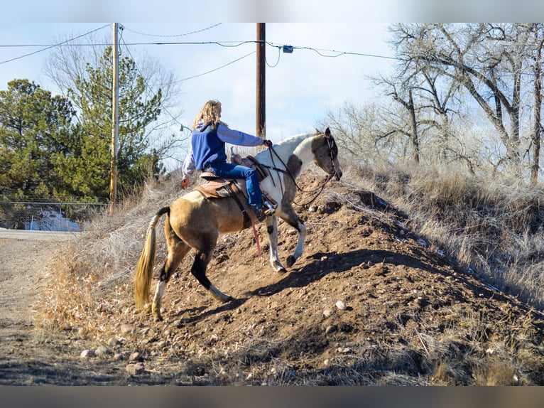 Paint Horse Giumenta 13 Anni 152 cm Può diventare grigio in Fort Collins