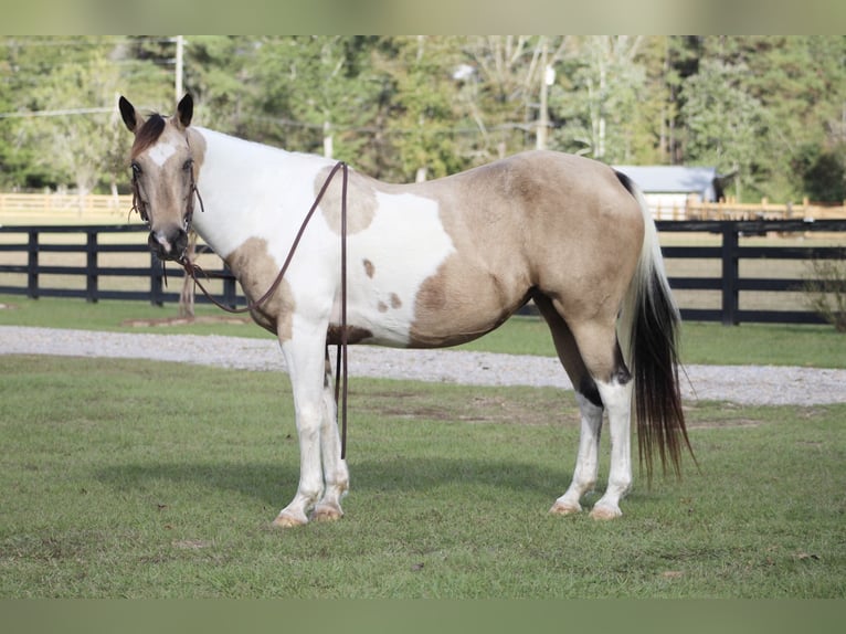 Paint Horse Giumenta 14 Anni 145 cm Pelle di daino in Purvis