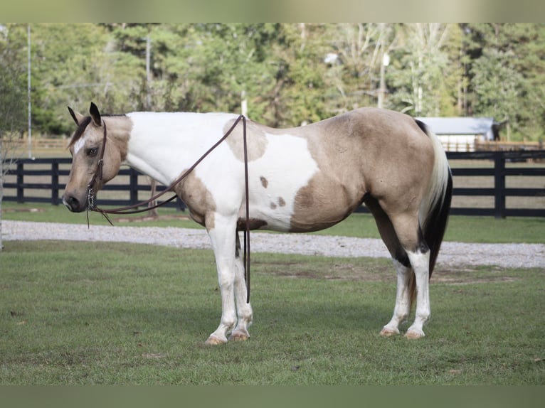 Paint Horse Giumenta 14 Anni 145 cm Pelle di daino in Purvis