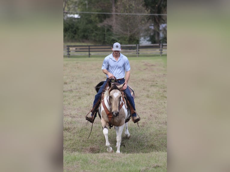 Paint Horse Giumenta 14 Anni 145 cm Pelle di daino in Purvis