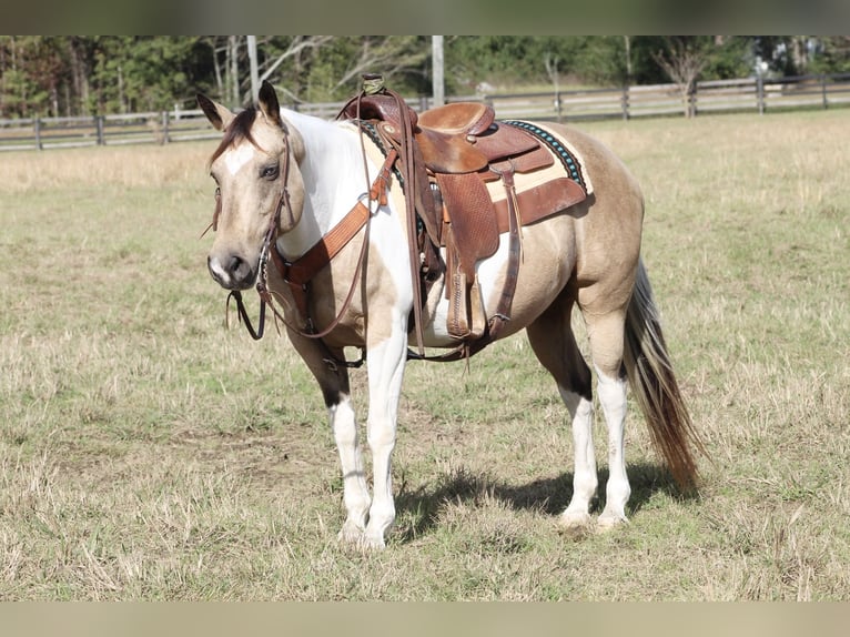 Paint Horse Giumenta 14 Anni 145 cm Pelle di daino in Purvis