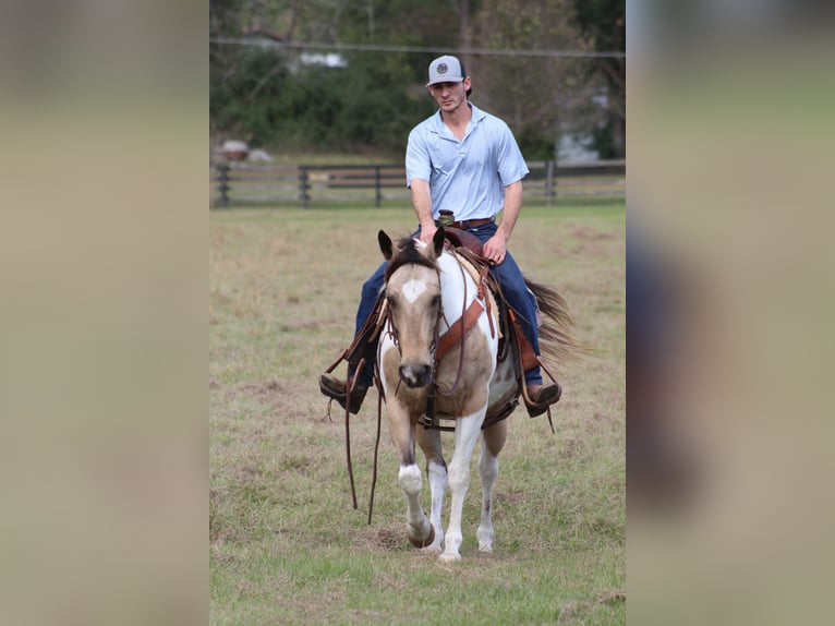 Paint Horse Giumenta 14 Anni 145 cm Pelle di daino in Purvis