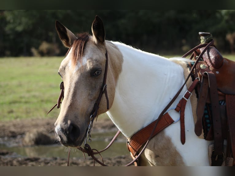 Paint Horse Giumenta 14 Anni 145 cm Pelle di daino in Purvis