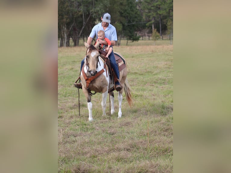 Paint Horse Giumenta 14 Anni 145 cm Pelle di daino in Purvis