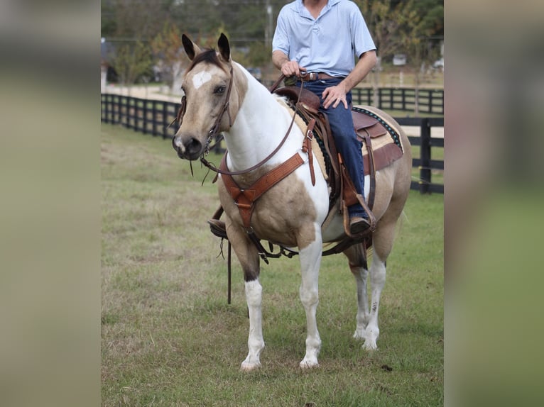 Paint Horse Giumenta 14 Anni 145 cm Pelle di daino in Purvis