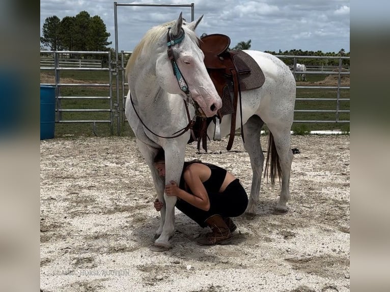 Paint Horse Giumenta 14 Anni 152 cm Grigio in Fort Pierce, FL