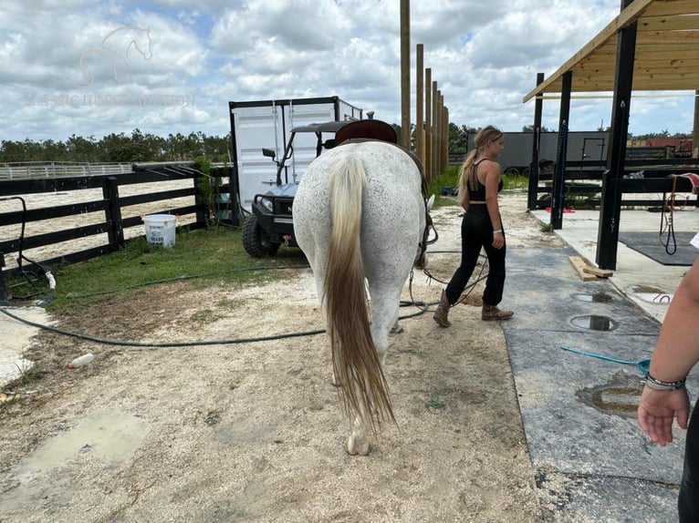 Paint Horse Giumenta 14 Anni 152 cm Grigio in Fort Pierce, FL