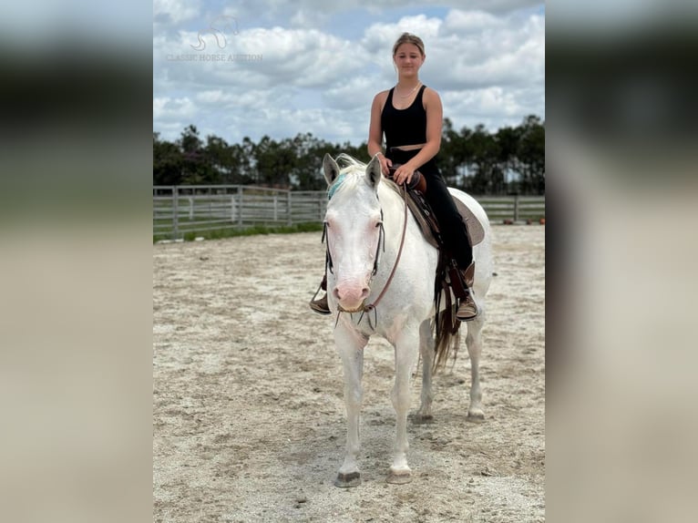 Paint Horse Giumenta 14 Anni 152 cm Grigio in Fort Pierce, FL